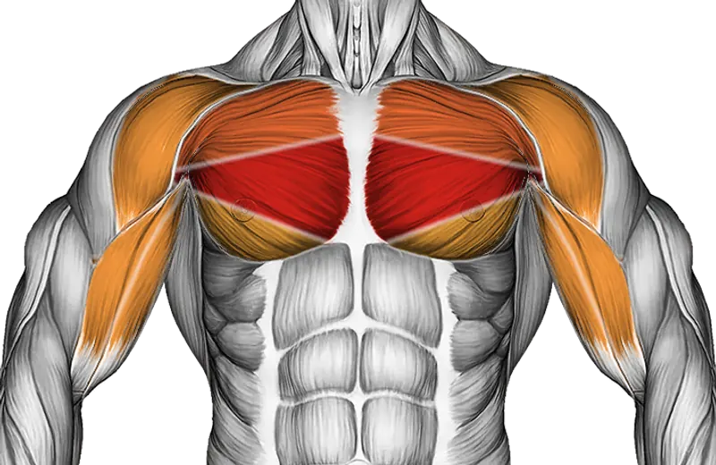 Cable Standing Up Straight Crossovers — Muscles worked: Chest, Front delts, Biceps