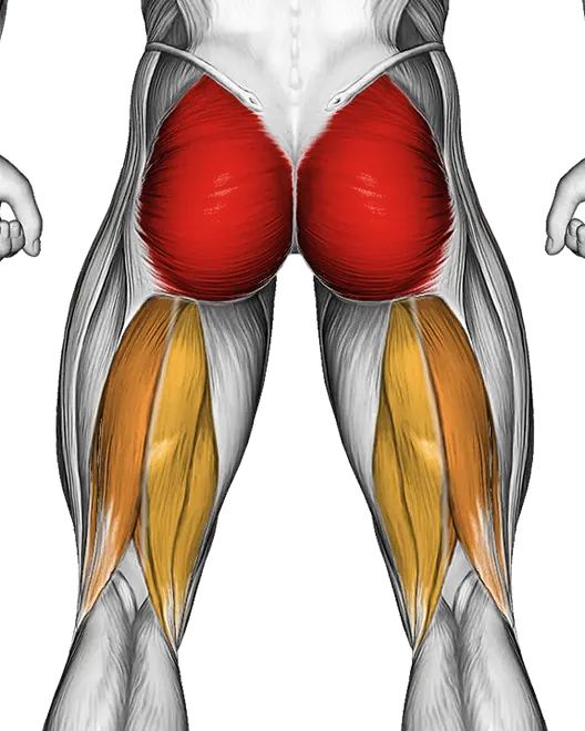 Dumbbell Glute Bridge — Muscles worked: Glutes, Hamstrings