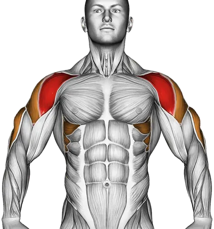Barbell Seated Overhead Press — Muscles worked: Front delts, Serratus, Side delts, Triceps (Front)