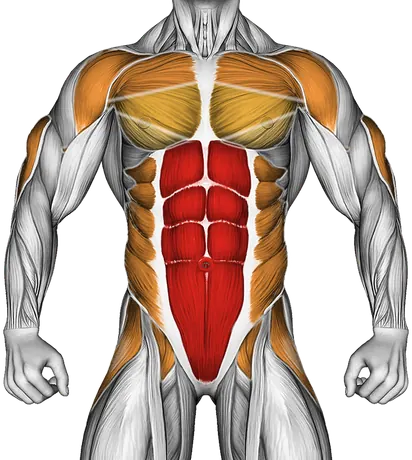 Elbow Up and Down Dynamic Plank — Muscles worked: Core, Chest, Front delts, Triceps, Obliques, Abductors (Front)