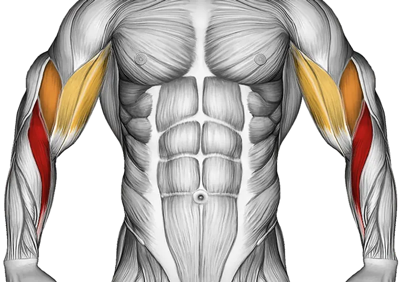 Dumbbell Prone Incline Hammer Curl — Muscles worked: Forearms, Biceps