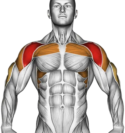 Dumbbell Seated Shoulder Press — Muscles worked: Front delts, Chest, Serratus, Side delts, Triceps (Front)