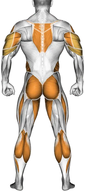 Cable Twisting Overhead Press — Muscles worked: Front delts, Chest, Serratus, Side delts, Upper back, Triceps, Obliques, Glutes, Quadriceps, Adductors, Calves (Back)