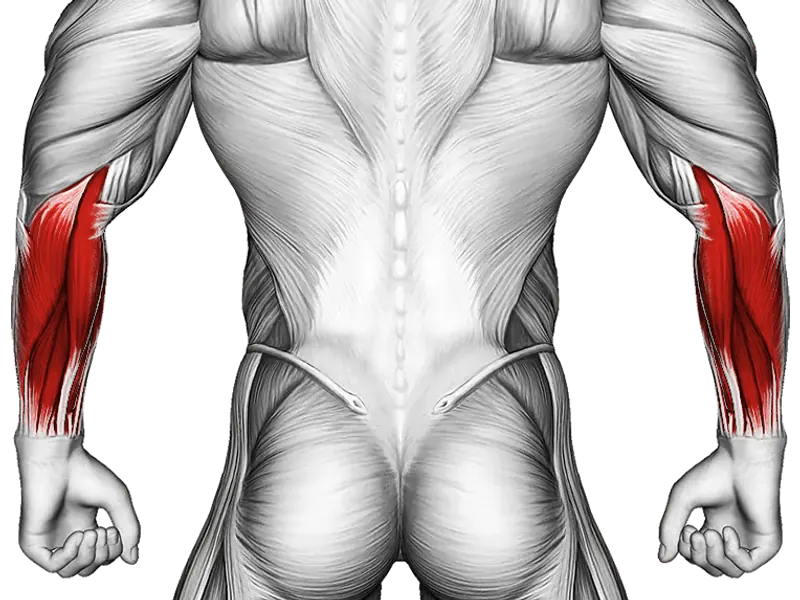 Barbell Standing Back Wrist Curl — Muscles worked: Forearms