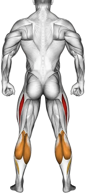 Star Jump — Muscles worked: Quadriceps, Front delts, Core, Calves (Back)