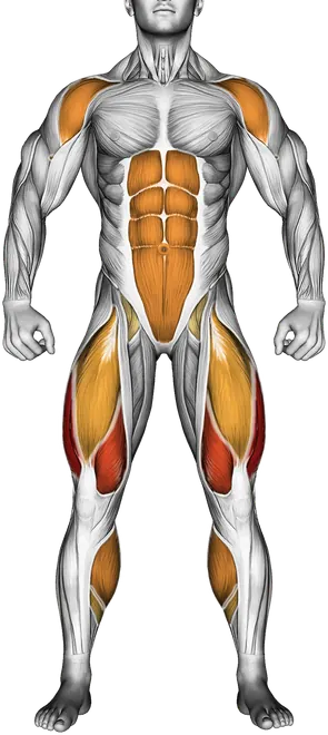 Star Jump — Muscles worked: Quadriceps, Front delts, Core, Calves (Front)