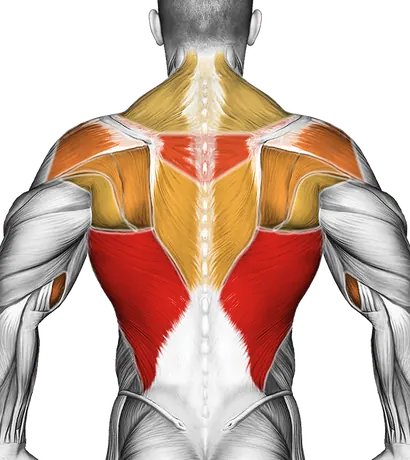 Pull-Ups and Rows: How to Build a Strong Back — Muscles worked: Lats, Upper back, Rear delts, Biceps, Forearms, Traps (Back)