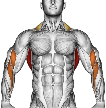 Pull-Ups and Rows: How to Build a Strong Back — Muscles worked: Lats, Upper back, Rear delts, Biceps, Forearms, Traps (Front)