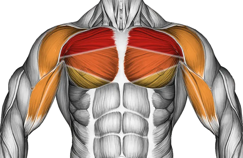 Band High Fly — Muscles worked: Chest, Front delts, Biceps