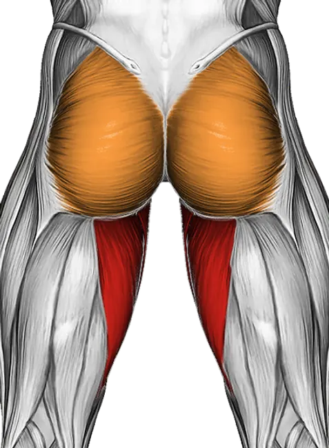 Band Hip Adduction — Muscles worked: Adductors, Glutes (Back)