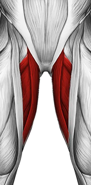 Band Hip Adduction — Muscles worked: Adductors, Glutes (Front)