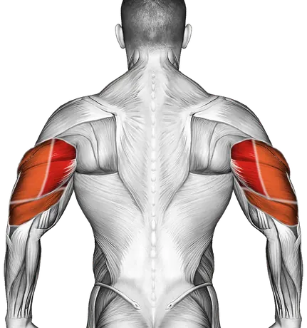 Cable Lying Triceps Extension (Low) — Muscles worked: Triceps, Front delts (Back)