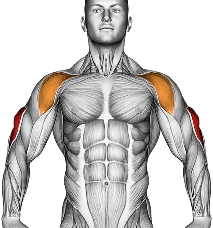 Cable Lying Triceps Extension (Low) — Muscles worked: Triceps, Front delts (Front)