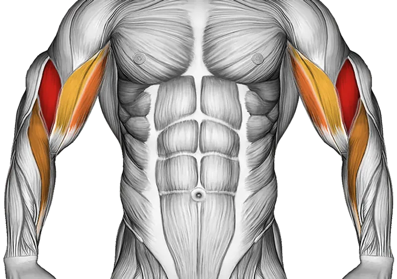 Dumbbell Preacher Curl Over Exercise Ball — Muscles worked: Biceps, Forearms
