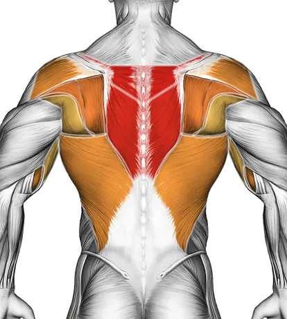 Cable Seated Supine Grip Row — Muscles worked: Upper back, Rear delts, Lats, Biceps, Forearms (Back)