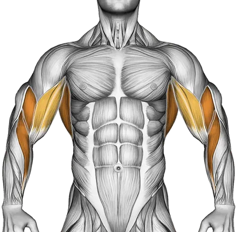 Cable Seated Supine Grip Row — Muscles worked: Upper back, Rear delts, Lats, Biceps, Forearms (Front)