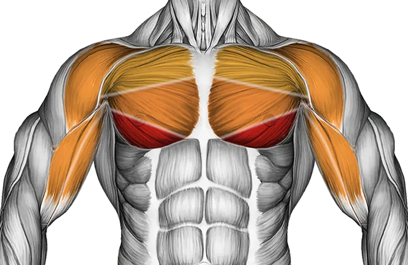 Dumbbell Decline Twist Fly — Muscles worked: Chest, Front delts, Biceps