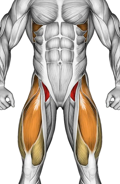 Band Decline Sit-Up — Muscles worked: Core, Serratus, Abductors, Quadriceps (Front)