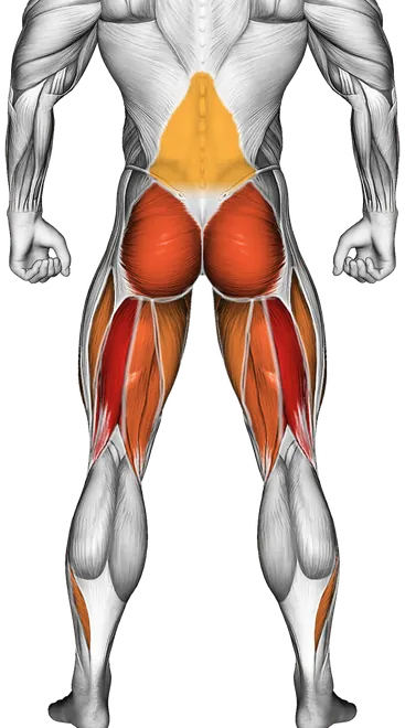 Deadlift Form: How to Deadlift Safely and Strongly — Muscles worked: Hamstrings, Glutes, Quadriceps, Adductors, Calves, Lower back, Abductors (Back)