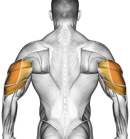 Incline Bench Press Form: Build Your Upper Chest — Muscles worked: Chest, Front delts, Triceps (Back)