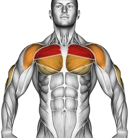 Incline Bench Press Form: Build Your Upper Chest — Muscles worked: Chest, Front delts, Triceps (Front)