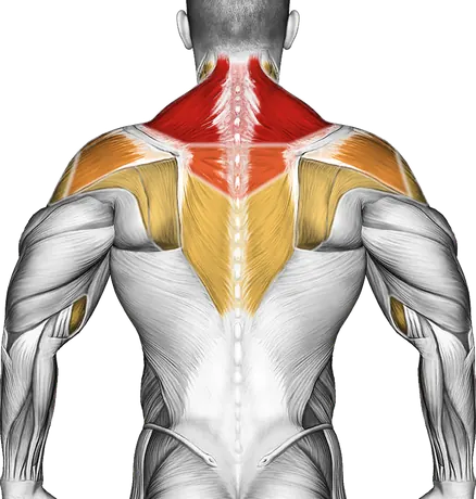 How to Build Bigger Traps — Muscles worked: Traps, Rear delts, Upper back, Side delts, Biceps, Forearms, Neck (Back)