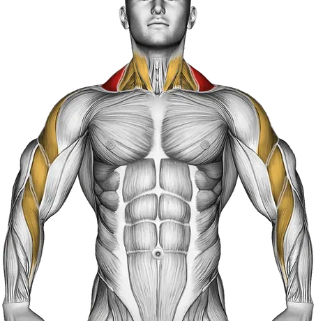 How to Build Bigger Traps — Muscles worked: Traps, Rear delts, Upper back, Side delts, Biceps, Forearms, Neck (Front)