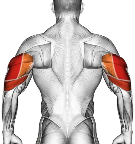 Dumbbell Kickback — Muscles worked: Triceps (Back)