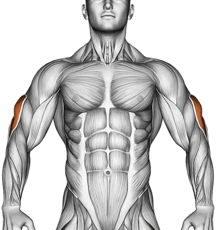 Dumbbell Kickback — Muscles worked: Triceps (Front)