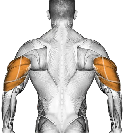 Palm Up Palm Down Rotation — Muscles worked: Front delts, Triceps (Back)