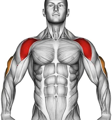 Palm Up Palm Down Rotation — Muscles worked: Front delts, Triceps (Front)