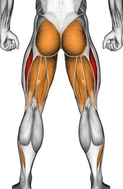 Barbell Split Squat — Muscles worked: Quadriceps, Glutes, Adductors, Hamstrings, Calves (Back)