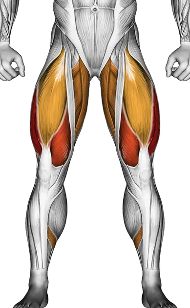 Barbell Split Squat — Muscles worked: Quadriceps, Glutes, Adductors, Hamstrings, Calves (Front)