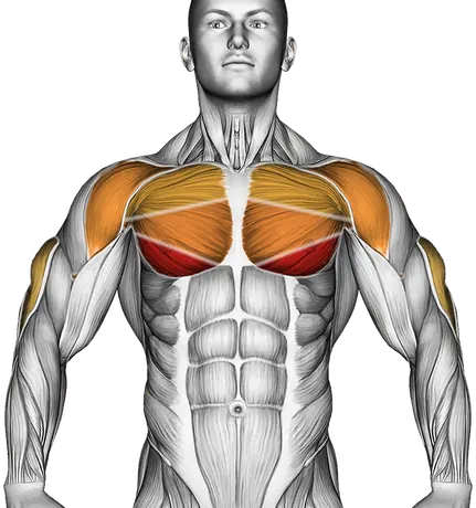 Dumbbell Decline Bench Press — Muscles worked: Chest, Front delts, Triceps (Front)