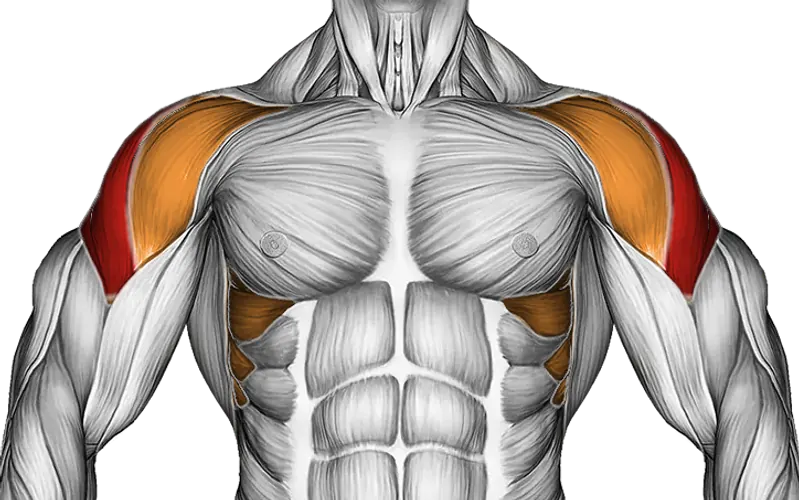 Dumbbell Bent Arm Lateral Raise — Muscles worked: Side delts, Serratus, Front delts