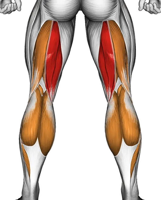 Resistance Band Leg Curl — Muscles worked: Hamstrings, Calves