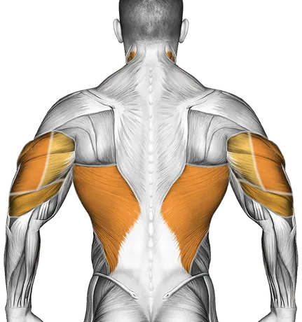 Chest Dip — Muscles worked: Chest, Front delts, Lats, Triceps, Neck (Back)