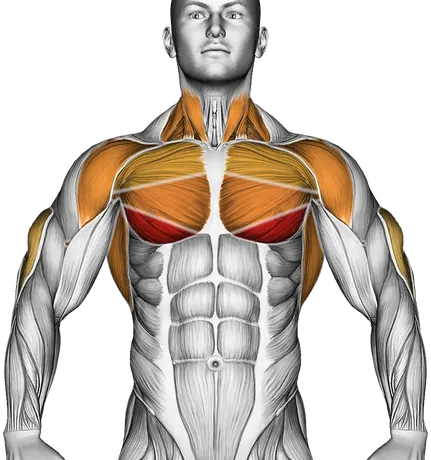 Chest Dip — Muscles worked: Chest, Front delts, Lats, Triceps, Neck (Front)