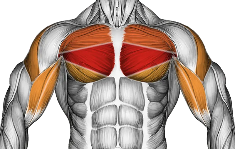Cable Middle Fly — Muscles worked: Chest, Side delts, Biceps
