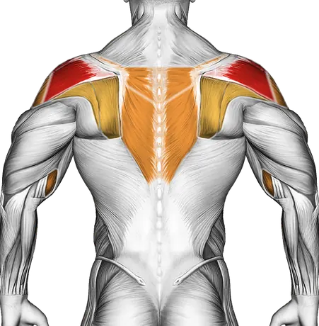 Face Pull: Form, Muscles Worked and Programming — Muscles worked: Rear delts, Side delts, Upper back, Biceps, Forearms (Back)