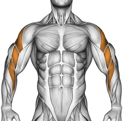 Face Pull: Form, Muscles Worked and Programming — Muscles worked: Rear delts, Side delts, Upper back, Biceps, Forearms (Front)