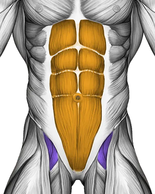 Core — Muscle parts: Rectus abdominis, Hip flexors