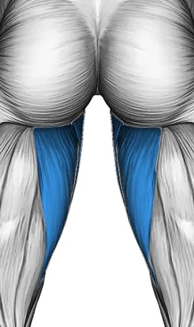 Adductors — Muscle parts: Adductors (Back)