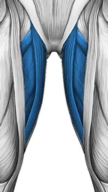 Adductors — Muscle parts: Adductors (Front)