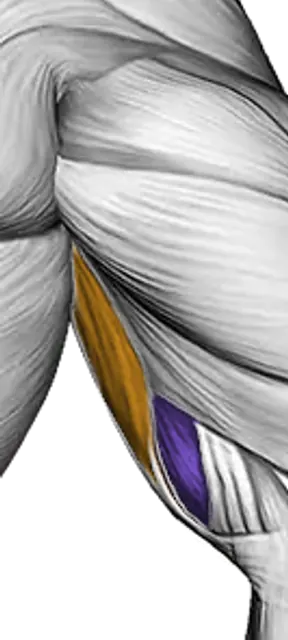 Biceps — Muscle parts: Biceps long head, Biceps short head, Brachialis (Back)