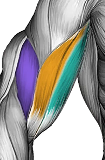 Biceps — Muscle parts: Biceps long head, Biceps short head, Brachialis (Front)