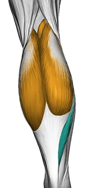 Calves — Muscle parts: Gastrocnemius, Soleus (Back)