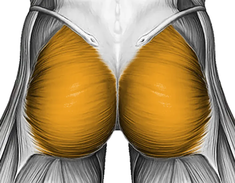 Glutes — Muscle parts: Gluteus maximus