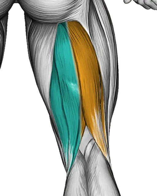 Hamstrings — Muscle parts: Biceps femoris, Semitendinosus