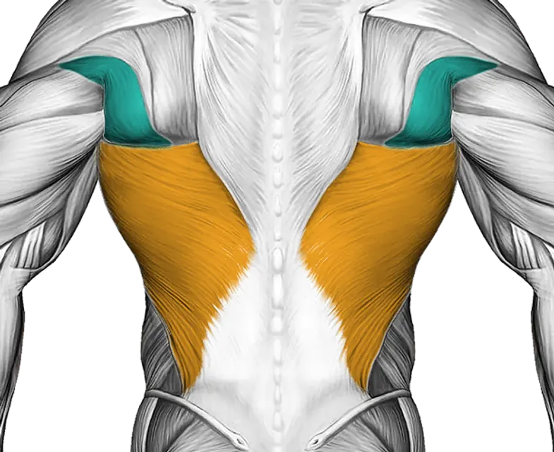 Lats — Muscle parts: Latissimus, Teres major